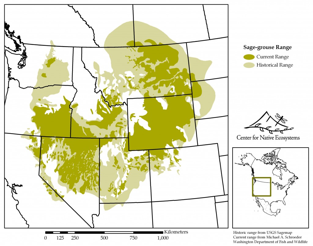 Sage grouse 