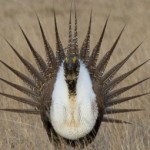 Sage grouse