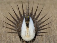 Photo by Greg Albrechtsen, Sage Grouse Initiative