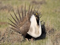 Sage Grouse Kept Off Endangered Species List