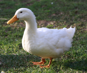 duck