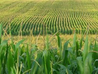 EPA Adds Transparency to Soften Feud Between Oil and Farmers re Ethanol Mandate