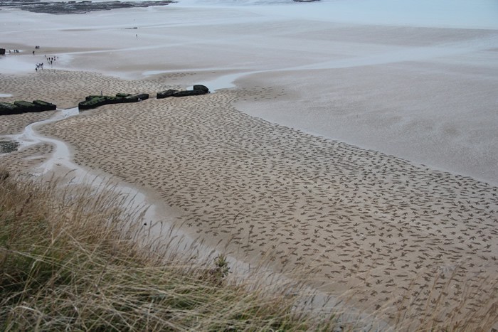 D-Day - June 6, 1944 D-Day - June 6, 1944