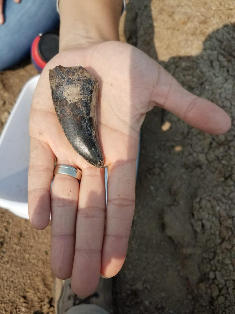 More than Oil: North Dakota Geological Survey Makes History in 2017 with T-Rex Teeth Discoveries