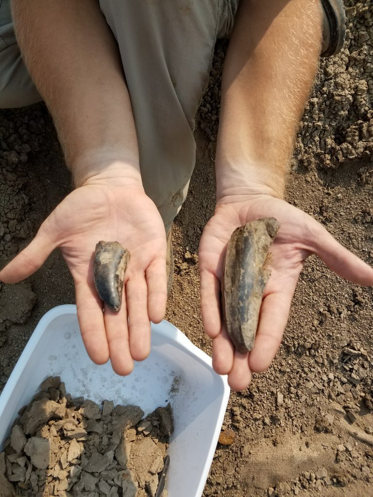 More than Oil: North Dakota Geological Survey Makes History in 2017 with T-Rex Teeth Discoveries