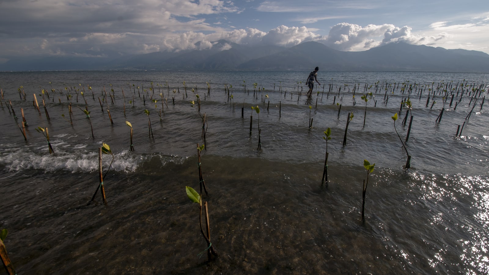 Nature-based solutions? Here’s what they are and why you should care- oil and gas 360