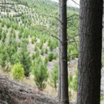 HSBC launches new funds targeting niche ‘natural capital’ industry, hoping to take it mainstream- oil and gas 360