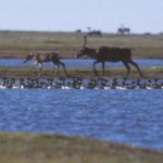 Conservation groups sue US to halt oil project in Alaska -oilandgas360 - pic by gary braasch