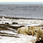 Trump administration cuts size of Arctic land offered for oil auction- oil and gas 360