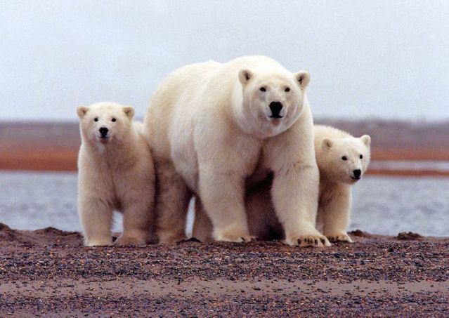 Oil drillers shrug off Trump's U.S. Arctic wildlife refuge auction- oil and gas 360